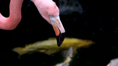 Amerikan flamingosu veya Karayip flamingosu Phoenicopterus ruber suda yiyecek arıyor. Karayipler kıyısında yaşıyor. Flamingo gölden beslenen bir canlıdan yiyecek yer, balıklar beslenmek için yüzer.