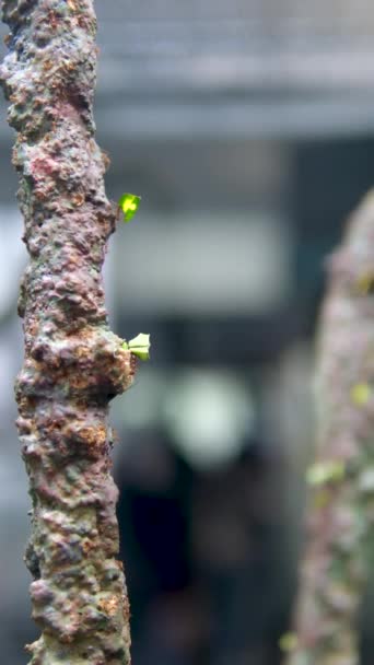 维多利亚蝴蝶花园 绿林中的切叶蚁和树叶 排忙碌的小昆虫动物 高质量的4K镜头 — 图库视频影像