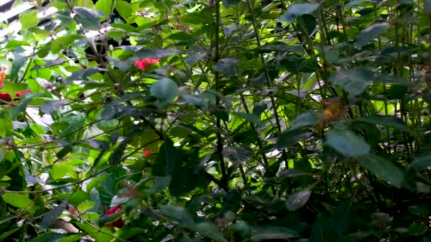 Victoria Butterfly Gardens Groupe Papillons Monarques Repose Sur Des Fleurs — Video