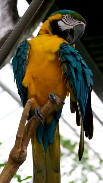 Blue Yellow Macaw Ara Arauna Closeup Iguazu Victoria Butterfly Gardens — Stockvideo