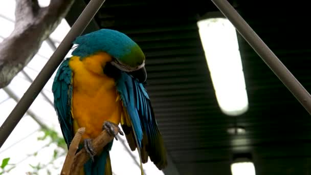 Niebieski Żółty Macaw Ara Arararauna Zbliżenie Iguazu Victoria Butterfly Gardens — Wideo stockowe