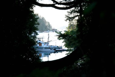 Butchart Bahçeleri Victoria Adası 'ndaki Butchert' in ünlü bahçeleri. Japon bahçesi Kanada. Yüksek kalite 4k görüntü