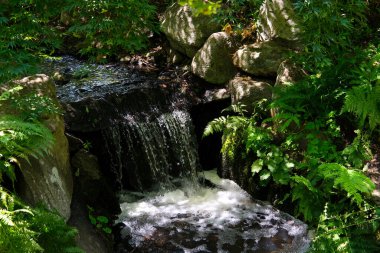 Baharda ve yazın yeşillikte vahşi yaşam ağaçları Beacon Hill Parkı 'nda Victoria Kanada' da güzel bir hava yürüyüşü yapar. Yüksek kalite 4k görüntü