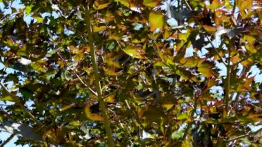 Baharda ve yazın yeşillikte vahşi yaşam ağaçları Beacon Hill Parkı 'nda Victoria Kanada' da güzel bir hava yürüyüşü yapar. Yüksek kalite 4k görüntü