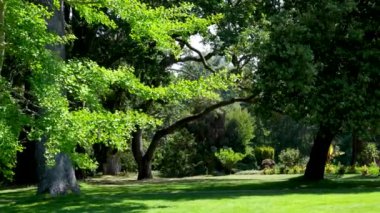 Baharda ve yazın yeşillikte vahşi yaşam ağaçları Beacon Hill Parkı 'nda Victoria Kanada' da güzel bir hava yürüyüşü yapar. Yüksek kalite 4k görüntü
