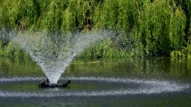 Baharda ve yazın yeşillikte vahşi yaşam ağaçları Beacon Hill Parkı 'nda Victoria Kanada' da güzel bir hava yürüyüşü yapar. Yüksek kalite 4k görüntü