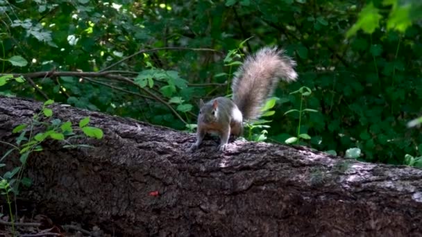 다람쥐는 땅에서 가져와 나무를 흩뿌립니다 고품질 — 비디오