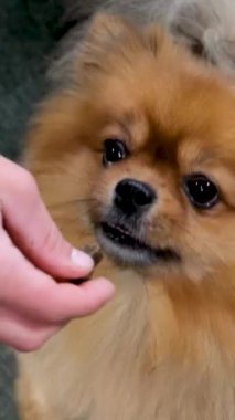 Kırmızı Pomeranya köpeğinin yakın plan namlu ağzı etrafı kolaçan eder. Pençe yemek yerken, sahiplerinin hayvanlara baktığı bir evcil hayvanın videosunu izler. Hayvansal hayvan besin deposu Güzel kürk
