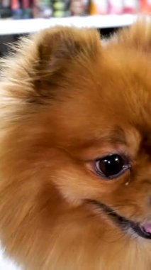Kırmızı Pomeranya köpeğinin yakın plan namlu ağzı etrafı kolaçan eder. Pençe yemek yerken, sahiplerinin hayvanlara baktığı bir evcil hayvanın videosunu izler. Hayvansal hayvan besin deposu Güzel kürk