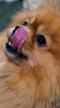 Kırmızı Pomeranya köpeğinin yakın plan namlu ağzı etrafı kolaçan eder. Pençe yemek yerken, sahiplerinin hayvanlara baktığı bir evcil hayvanın videosunu izler. Hayvansal hayvan besin deposu Güzel kürk