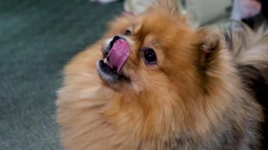 Kırmızı Pomeranya köpeğinin yakın plan namlu ağzı etrafı kolaçan eder. Pençe yemek yerken, sahiplerinin hayvanlara baktığı bir evcil hayvanın videosunu izler. Hayvansal hayvan besin deposu Güzel kürk