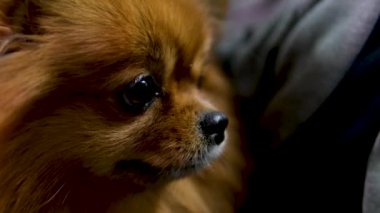 Kırmızı Pomeranya köpeğinin yakın plan namlu ağzı etrafı kolaçan eder. Pençe yemek yerken, sahiplerinin hayvanlara baktığı bir evcil hayvanın videosunu izler. Hayvansal hayvan besin deposu Güzel kürk