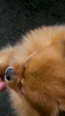 Kırmızı Pomeranya köpeğinin yakın plan namlu ağzı etrafı kolaçan eder. Pençe yemek yerken, sahiplerinin hayvanlara baktığı bir evcil hayvanın videosunu izler. Hayvansal hayvan besin deposu Güzel kürk