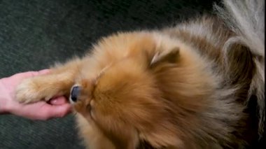 Kırmızı Pomeranya köpeğinin yakın plan namlu ağzı etrafı kolaçan eder. Pençe yemek yerken, sahiplerinin hayvanlara baktığı bir evcil hayvanın videosunu izler. Hayvansal hayvan besin deposu Güzel kürk