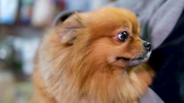 Kırmızı Pomeranya köpeğinin yakın plan namlu ağzı etrafı kolaçan eder. Pençe yemek yerken, sahiplerinin hayvanlara baktığı bir evcil hayvanın videosunu izler. Hayvansal hayvan besin deposu Güzel kürk