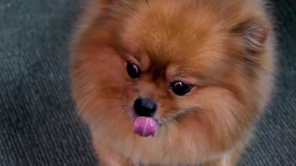 Vermelho Pomeranian Cão Close Focinho Adulto Cão Olhar Redor Dar — Vídeo de Stock