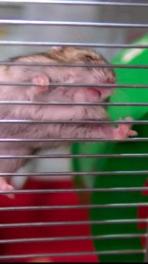 Genç bir Suriyeli hamster tekerlek üzerinde koşar. Dairede koşmanın kavramsal videosu. Hamsterlar ve tekerlek. Yüksek kalite 4k görüntü