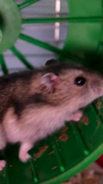 Genç bir Suriyeli hamster tekerlek üzerinde koşar. Dairede koşmanın kavramsal videosu. Hamsterlar ve tekerlek. Yüksek kalite 4k görüntü