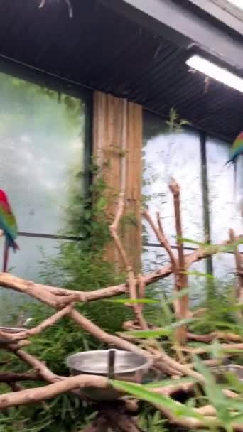 Dos Loros Zoológico Sientan Ramas Cabeza Roja Con Alas Verdes — Vídeo de stock