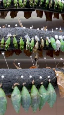 Botanik bahçesinde arka arkaya asılı bir sürü oyuncak bebek var. Egzotik kelebeklerin üretimi. Parlak bir kelebek kozadan çıktı. Yüksek kalite 4k görüntü
