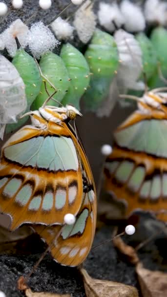 在植物园里一排排地挂着许多玩具娃娃 它们是异国情调的蝴蝶的繁殖物 蚕茧孵出的一种明亮的蝴蝶 高质量的4K镜头 — 图库视频影像