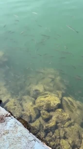 Duża Grupa Ryb Pływających Dużym Akwarium Wysokiej Jakości Materiał Filmowy — Wideo stockowe