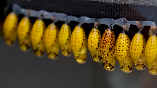Mariposa Recién Nacida Las Crías Capullos Amarillos Imágenes Alta Calidad — Vídeo de stock
