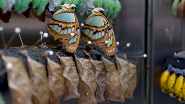 Gran Grupo Hermosas Mariposas Jezabel Pintadas Color Abstracto Amarillo Blanco — Vídeo de stock