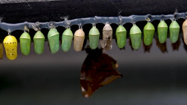 Victoria Butterfly Gardens Amazing Moment Monarch Butterfly Pupae Cocoons Suspended — Stock Video