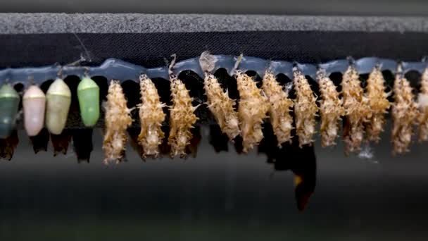 Schmetterlingspuppe Versucht Schlüpfen Torkelt Verschiedene Richtungen Reihe Von Gleichen Insekten — Stockvideo