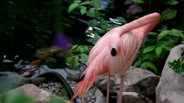 Flamingó Természetben Flamingó Természetben Kiváló Minőségű Felvételek — Stock videók