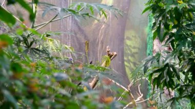 Kelebekler yağmur ormanlarında dere boyunca mineral besliyorlar. Victoria Kelebek Bahçeleri. Yüksek kalite 4k görüntü