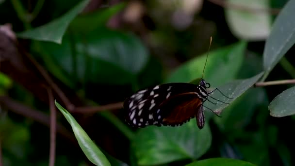 Motyl Kwiatku Obraz Monarchy Motyl Słoneczniku Rozmytym Tłem Naturalne Zasoby — Wideo stockowe