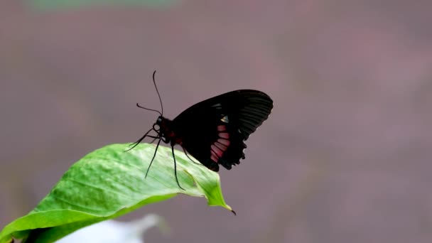 Mariposa Negra Roja Con Alas Abiertas Imágenes Alta Calidad — Vídeo de stock