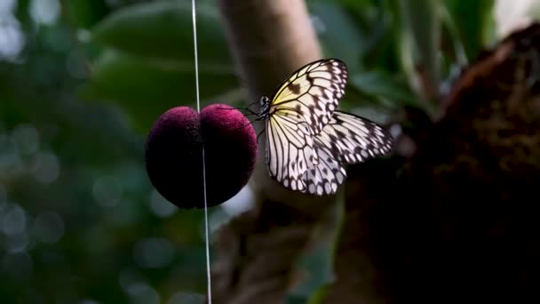 Mariposa Cola Golondrina Flor Imágenes Alta Calidad — Vídeo de stock