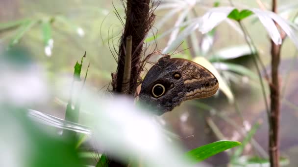 Kolorowe Tropikalne Tło Jasny Pomarańczowy Motyl Monarcha Zielonych Liściach Paproci — Wideo stockowe