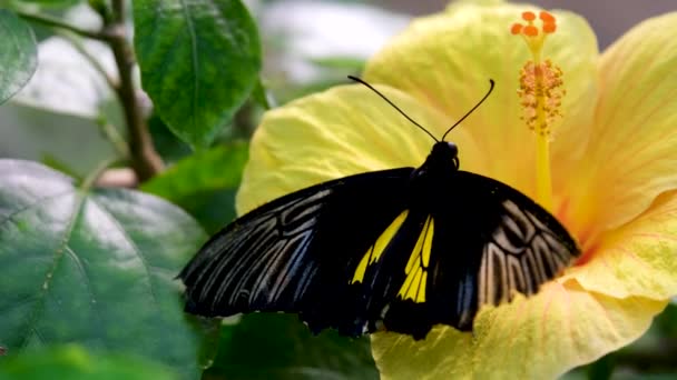 Желтая Ласточкохвостая Бабочка Цветке Крупным Планом Высококачественные Кадры — стоковое видео