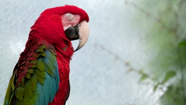 Färgglada Porträtt Amazon Röd Papegoja Mot Djungeln Sidovy Vilda Ara — Stockvideo