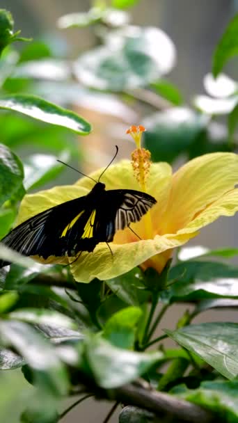 Жовтий Ластівка Метелик Квітці Крупним Планом Високоякісні Кадри — стокове відео