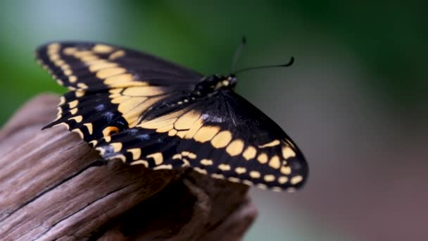 Pillangók Párzanak Sárga Fekete Pillangók Egy Növényen Kiváló Minőségű Felvételek — Stock videók