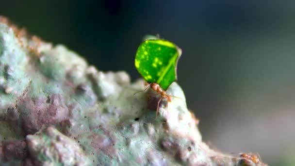 Incrível Vida Selvagem Macro Footage Leafcutter Ants Carrying Pieces Leaves — Vídeo de Stock