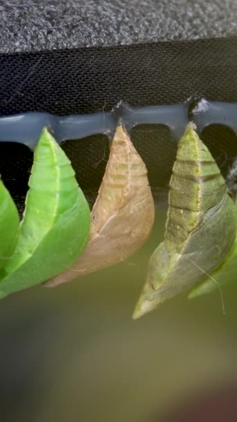 Ogrody Victoria Butterfly Wysokiej Jakości Niesamowita Chwila Monarcha Motyl Poczwarki — Wideo stockowe