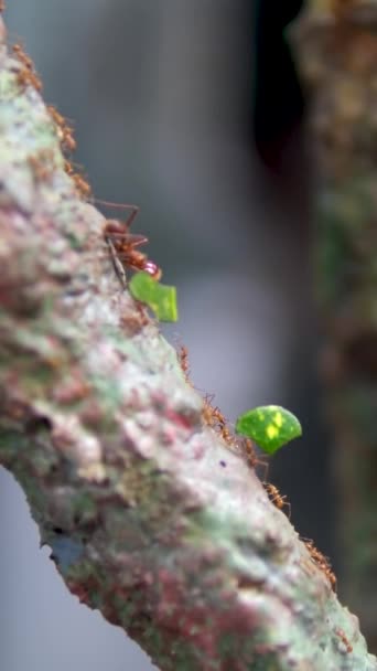 令人难以置信的野生动物4K宏观镜头的切叶蚁带着树叶穿过丛林来到它们在热带雨林的巢穴 蚁群切叶蚁在原木上爬行的特写 — 图库视频影像