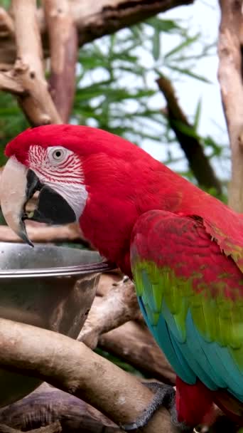 Buntes Porträt Von Amazonas Rotem Ara Papagei Gegen Dschungel Seitenansicht — Stockvideo