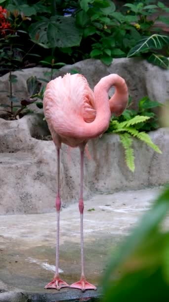 Flamingo Lever Naturen Flamingo Lever Naturen Högkvalitativ Film — Stockvideo