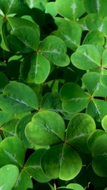 Butchart Bahçeleri Victoria Adası 'ndaki Butchert' in ünlü bahçeleri. Kanada mı? Parktaki yeşil doğal halı bitkiler ve yapraklardan oluşuyor. Yüksek kaliteli 4K görüntü.