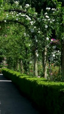 Butchart Bahçeleri Victoria Adası 'ndaki Butchert' in ünlü bahçeleri. Kanada gül bahçesi. Yüksek kalite 4k görüntü