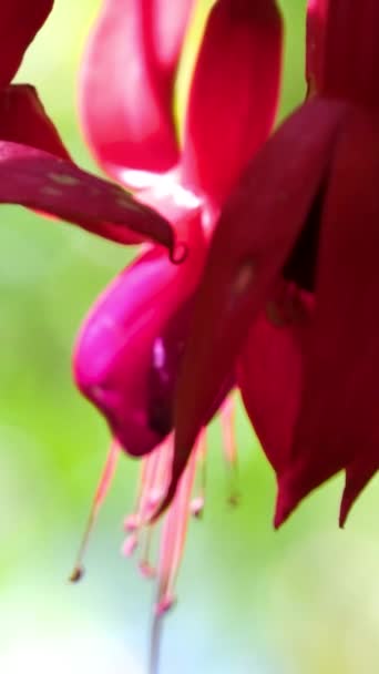 Butchart Gardens Híres Mészároskertjei Victoria Islanden Élénk Vörös Virágok Zárják — Stock videók