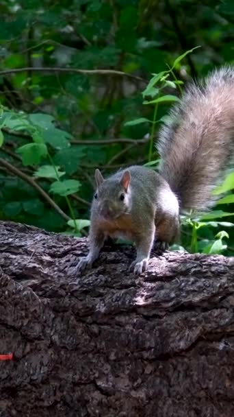 Harmaa Orava Ottaa Kastanjan Maasta Kipittää Takaisin Puuhun Laadukas Kuvamateriaalia — kuvapankkivideo