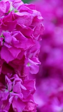 Butchart Bahçeleri Victoria Adası 'ndaki Butchert' in ünlü bahçeleri. Parlak pembe ahududu çiçekleri Kanada. Yüksek kalite 4k görüntü